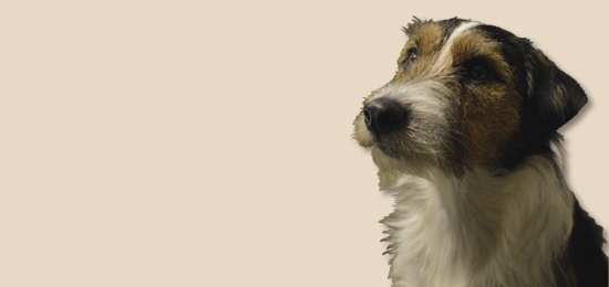 Per i Tuoi Amici 
a 4 Zampe
Acquista Online i nostri Cookies Dog